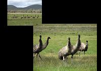  The emus seemed as curious about us as we were about them